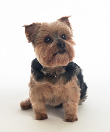 Sweet Yorkshire Terrier MF2106