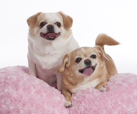 Two Dogs on Fluffy Pink Cushion MF5072