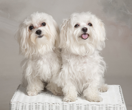 Two White Puppies on Basket MF4941