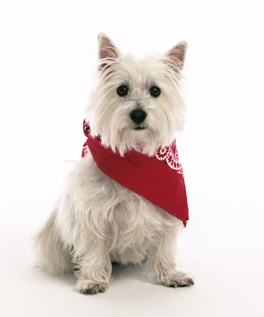 White Scotty Dog in Red Scarf MF1516