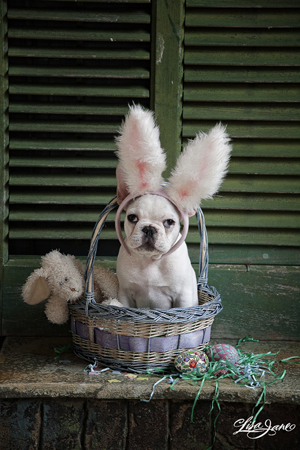 Easter Bunny