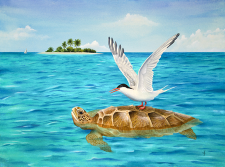 Turtle Island