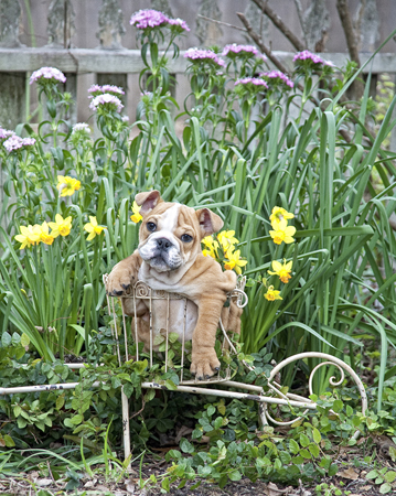 Spring Helper