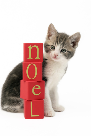 Noel Cat (C595)