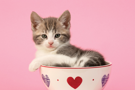 Kitten in Cup CK498