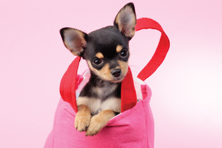 Dog in Pink DP836