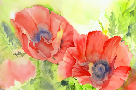 Wet June Poppies