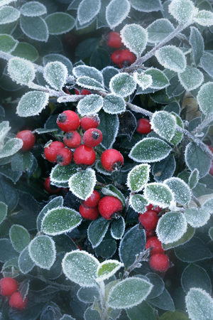 Berries of Ilex C426