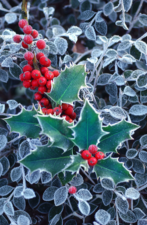 Evergreen Holly c347