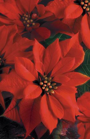 Poinsettia c315