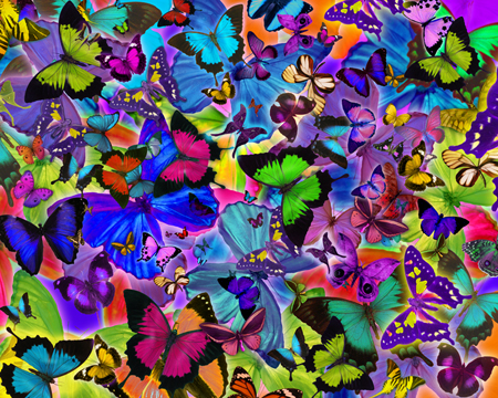 Colors of Butterflies