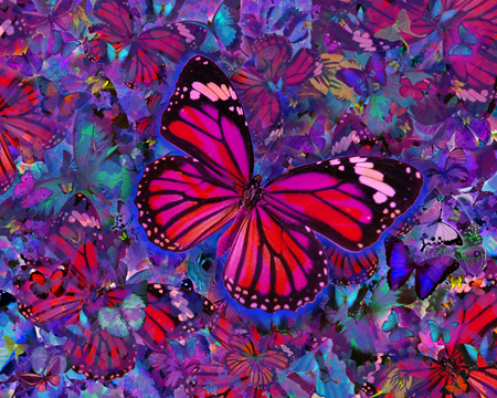 Butterfly Red Explosion