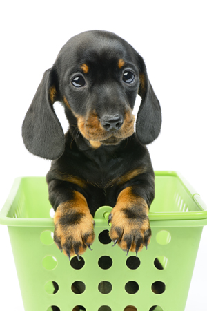 Dachshund in Green Box DP879