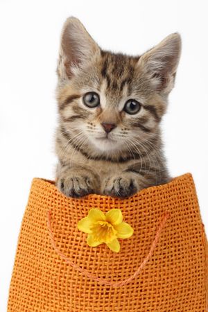 Kitten in Orange Bag CK500