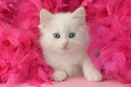 Pink Feather Cat CK502