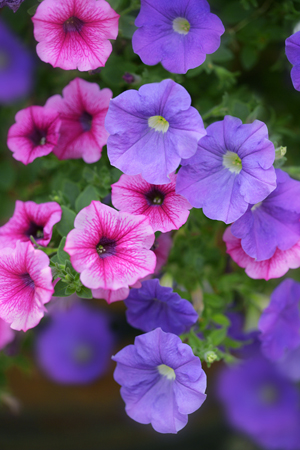 Diverse Pinks and Purples F609