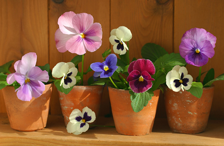 Pansies f293