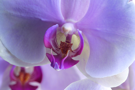 Petal Close Up F714