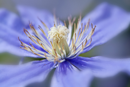 Stigma and Stamens