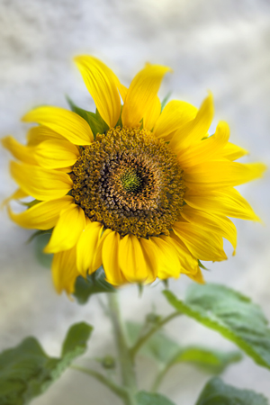 Sunflower Head F731