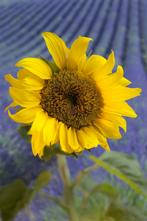 Sunflower on a Lavender Field F733