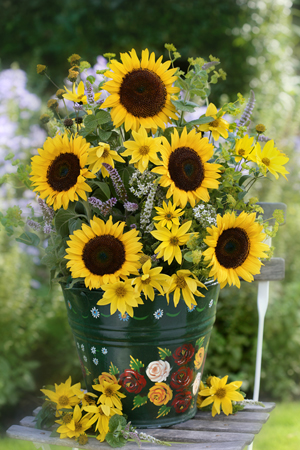 Sunflowers in Bucket F542