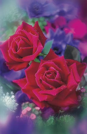 Two Red Roses f148