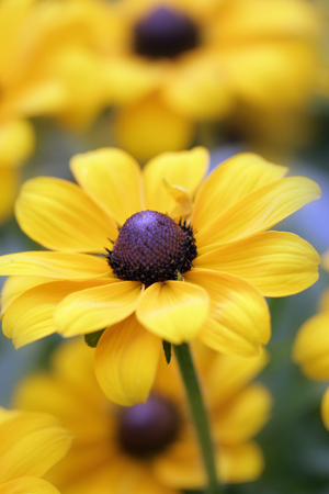 Yellow Beauty F604