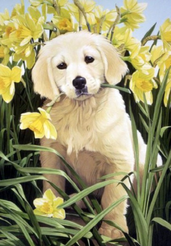 Pup & Daffodils