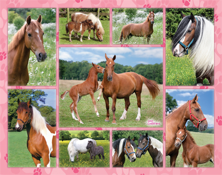 Horse Multipic