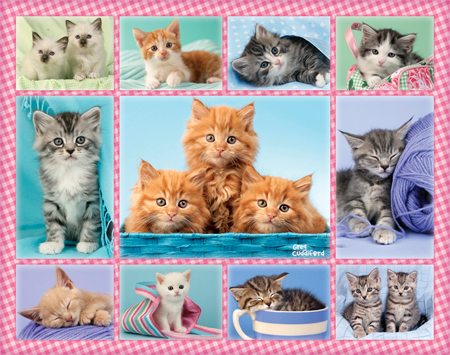 Kittens Gingham Multipic