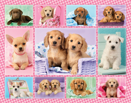 Puppies Gingham Multipic