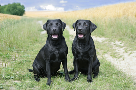 Black Labrador Twins DP544