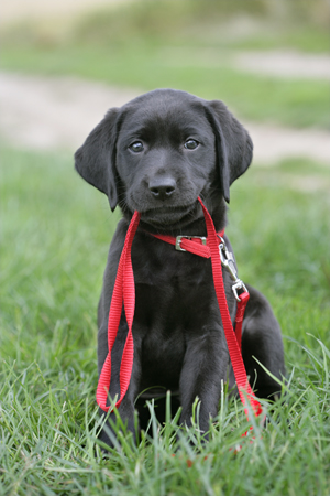 Black Retriever with Red Lead DP603