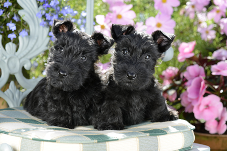 Black Scottish Terrier Puppies DP897