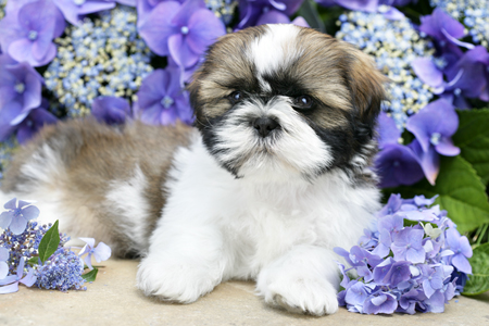 Blue Petal Shih- Tzu DP581