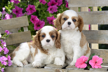 Cavalier Puppies DP892