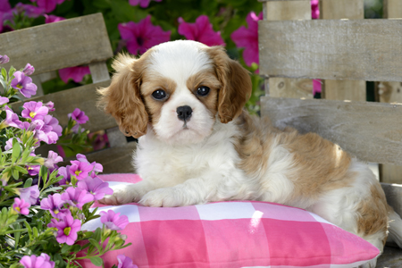 Cavalier Puppy Outdoors DP893