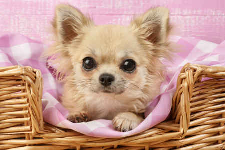 Chihuahua in Basket DP571