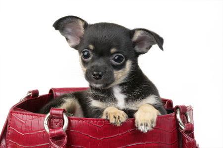 Chihuahua in Red Handbag DP598