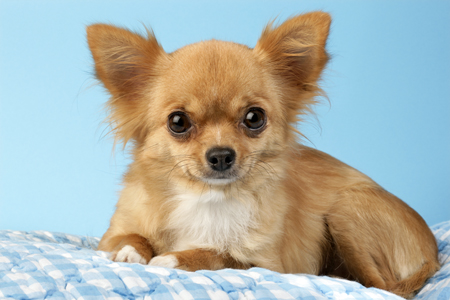 Chihuahua on Blue Background DP570