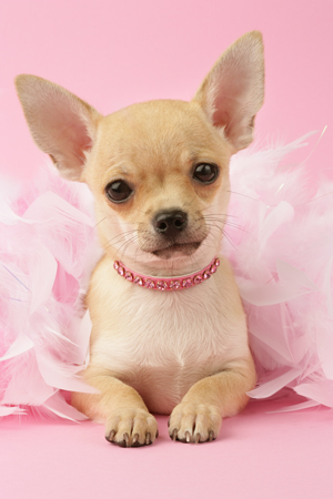 Chihuahua with Feather Boa DP567