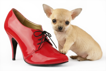 Chihuahua with Red Shoe DP552