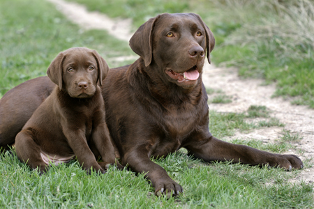 Chocolate Coloured Labradors DP601