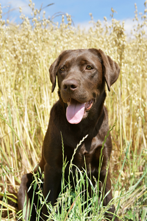 Chololate Retriever in Field DP546