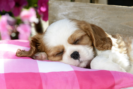 Dreaming Cavalier Puppy DP894