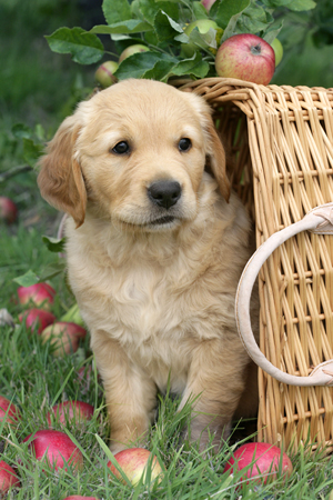 Golden Retriever Watching the Aplle Tree DP548