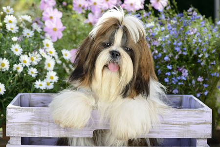 Hairy Shih Tzu