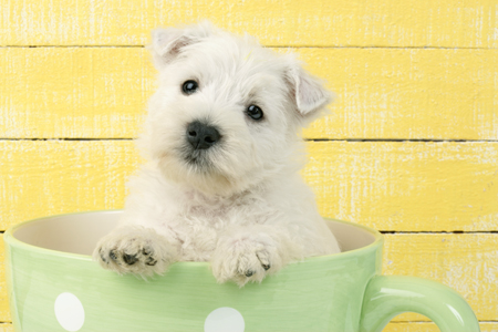 Highland Terrier in Cup DP579