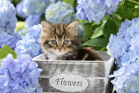 Kitten in Flower Pot CK513